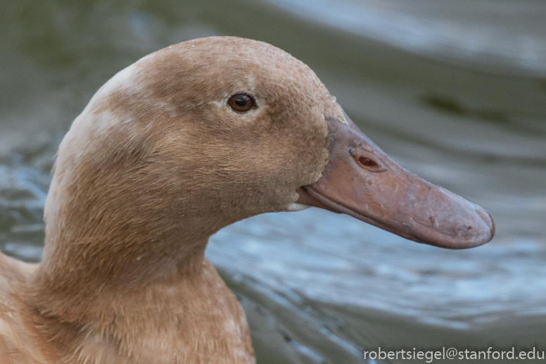 baylands